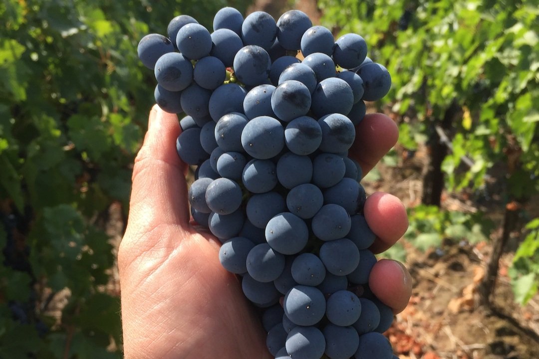 bunch+of+grapes.jpg