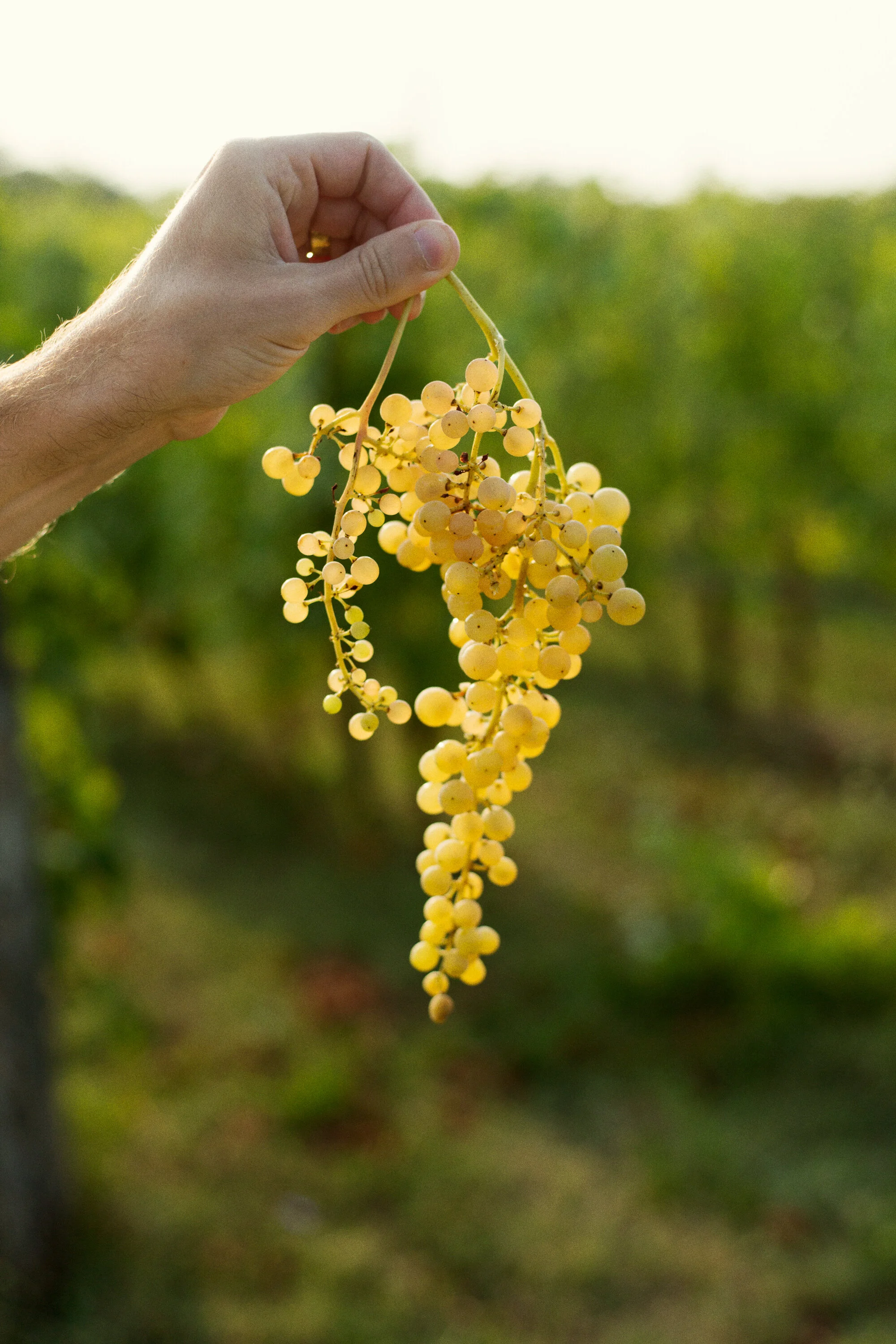 Elena Pantaleoni: Harvest Report–La Stoppa, Emilia Romagna (Wine Zine 03)