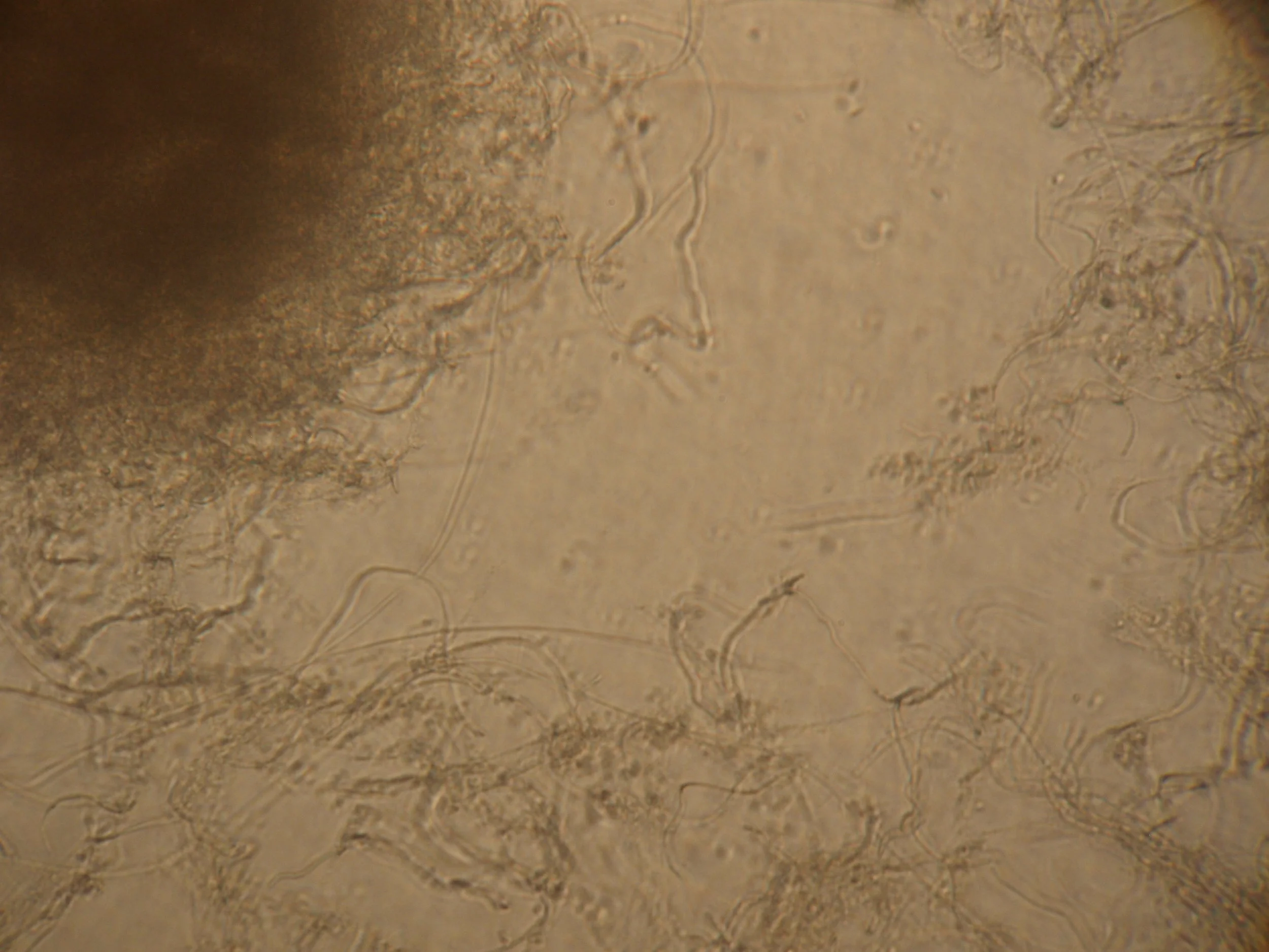 Estabilización de Reactores Biológicos de Lodos Activados Suspendidos 