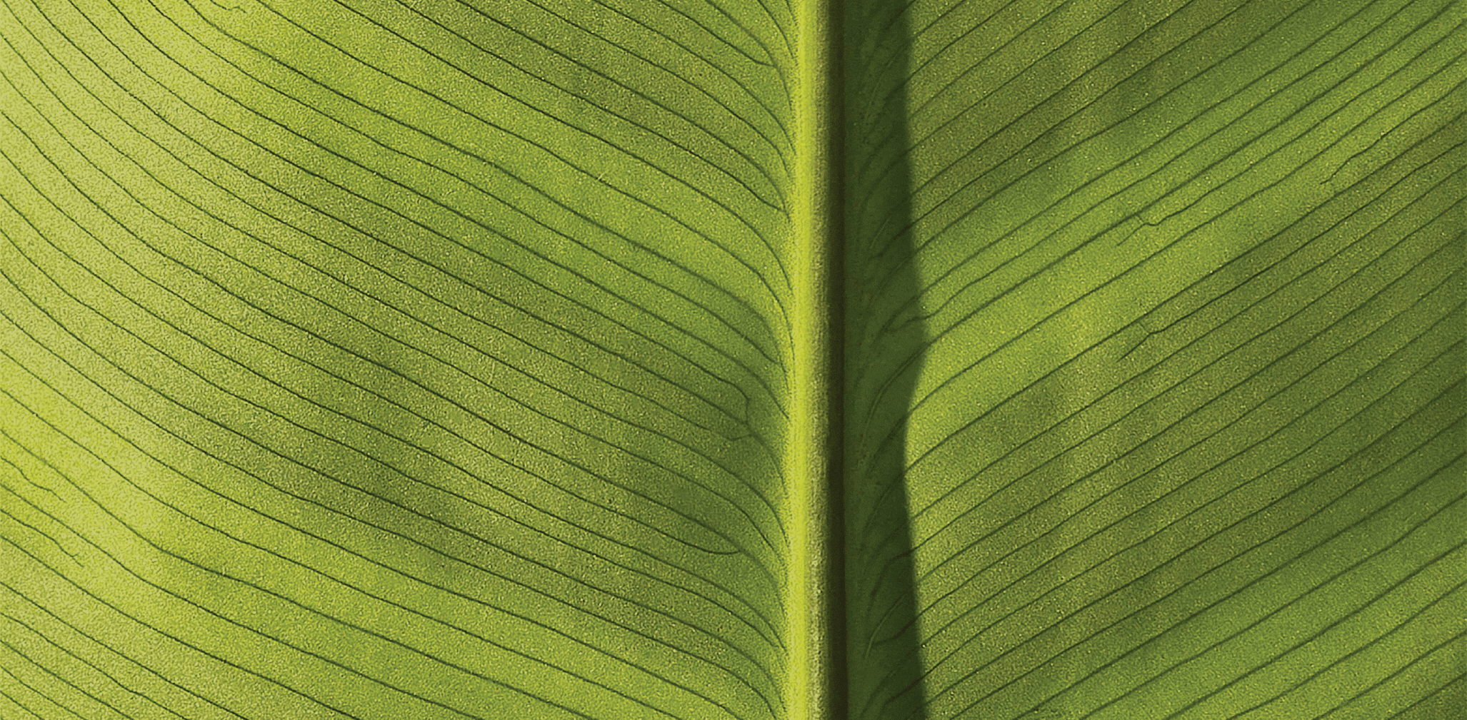 Benji's CTI Article banner.gif