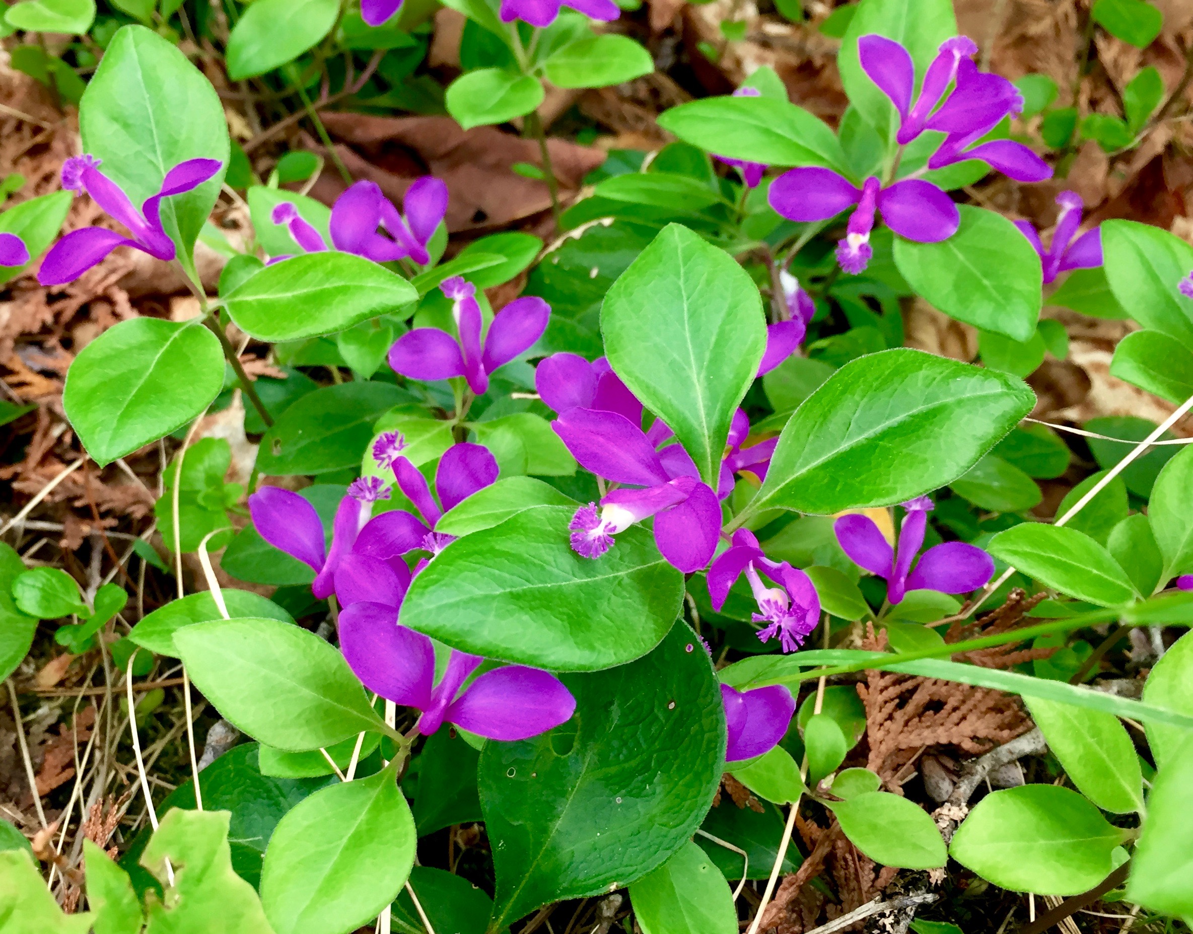 Purple Orchid.jpg