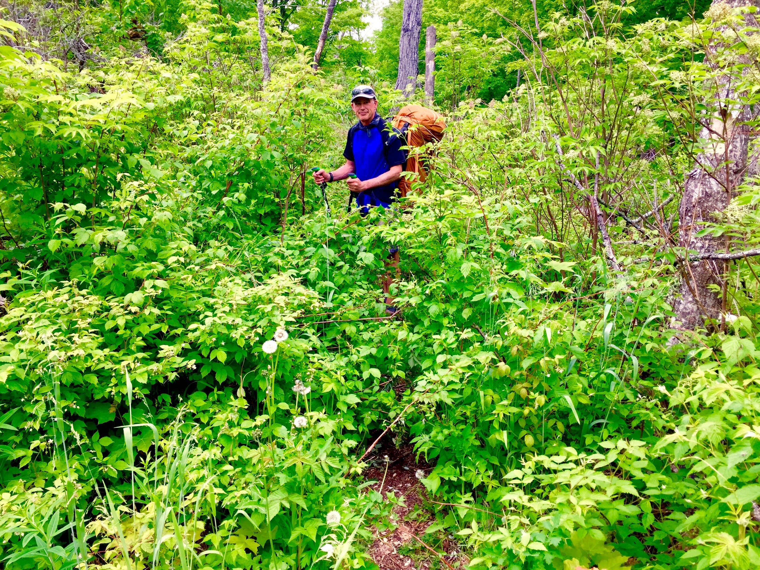 8 - Overgrown Trail.jpg