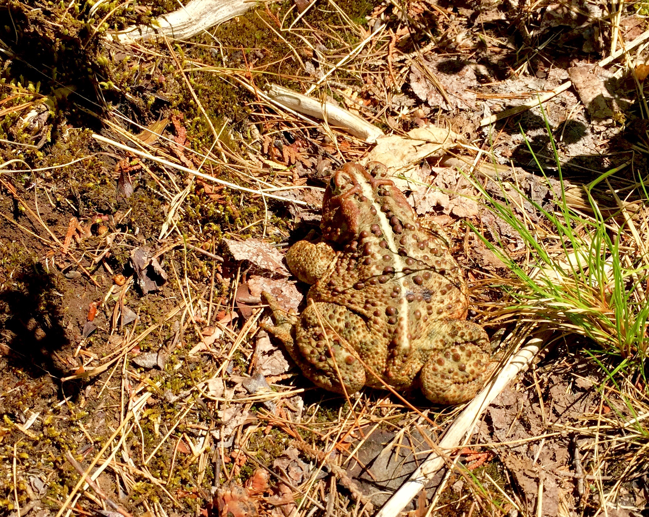 12 - Giant Toad.jpg
