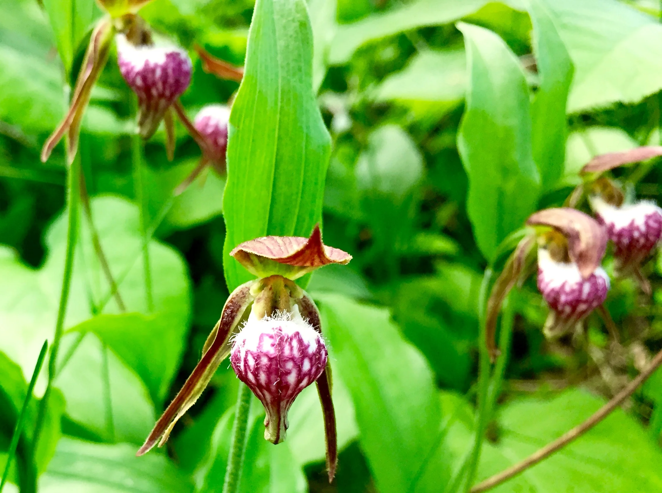 17 - Ram's Head Lady's Slipper.jpg