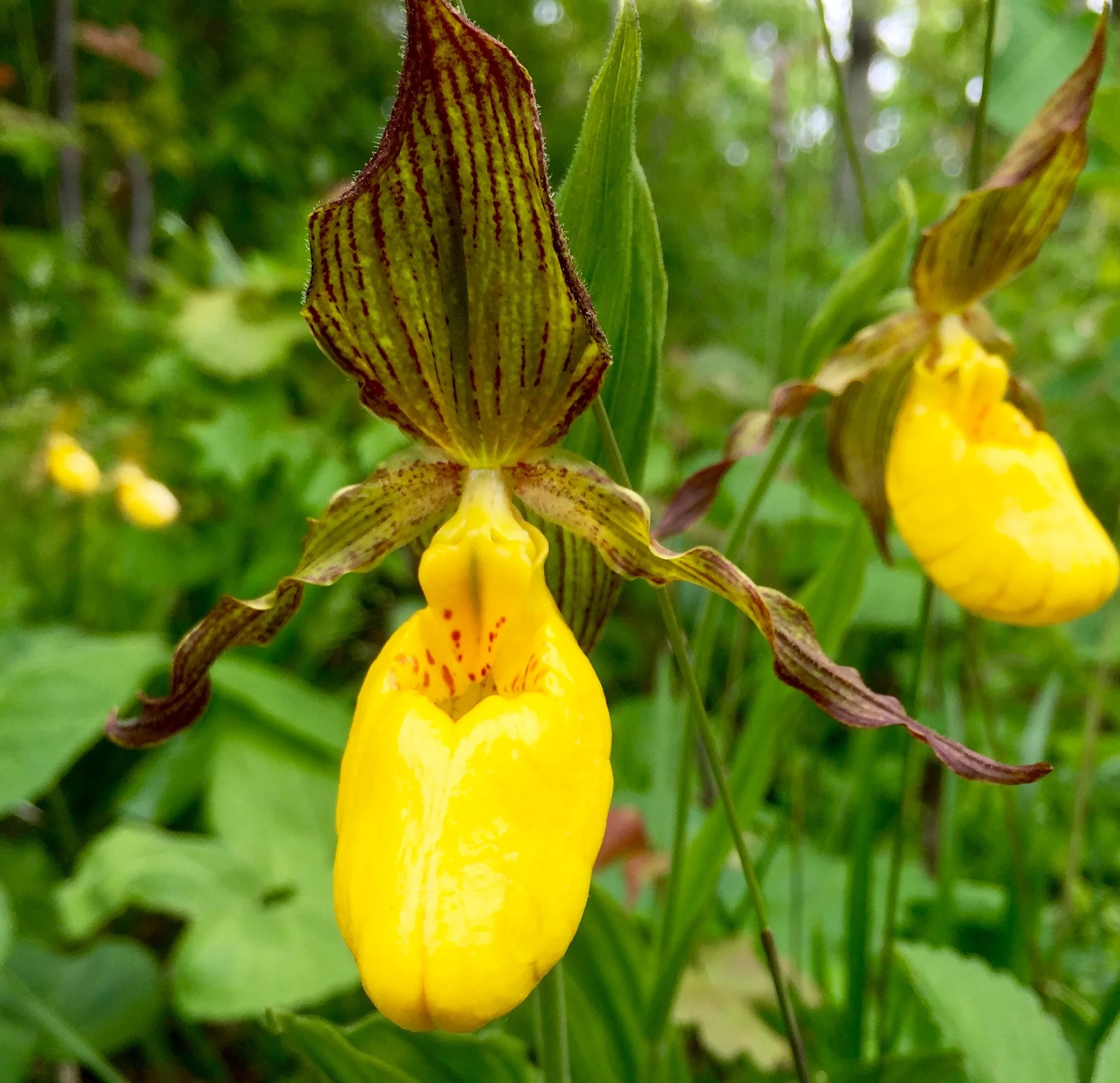 27 - Common Yellow Orchid.jpg
