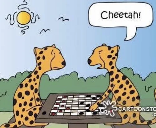 a cheetah.jpg