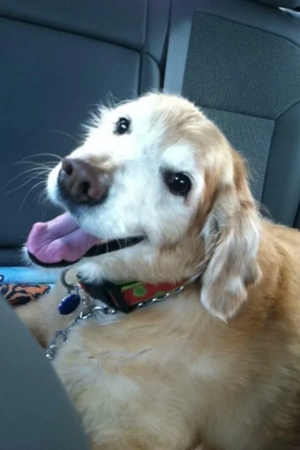 Lady G of Dog