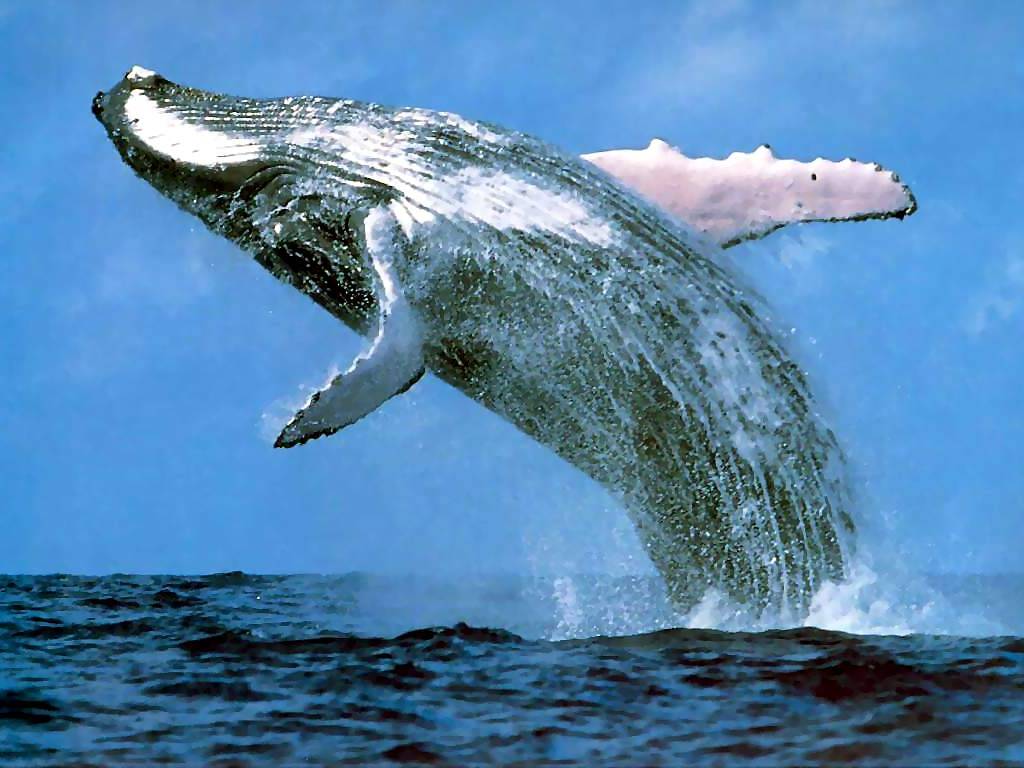 a whale.jpg
