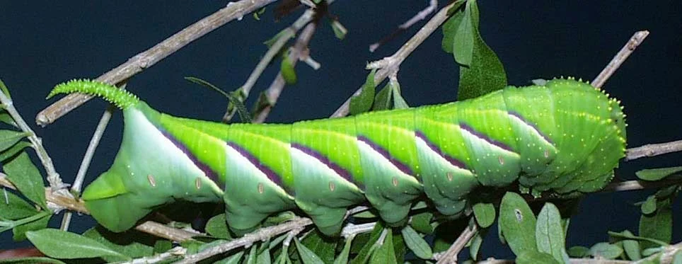 a worm.jpg