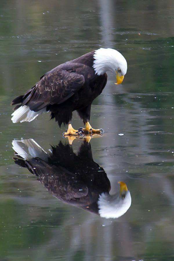 an eagle on ice.jpg