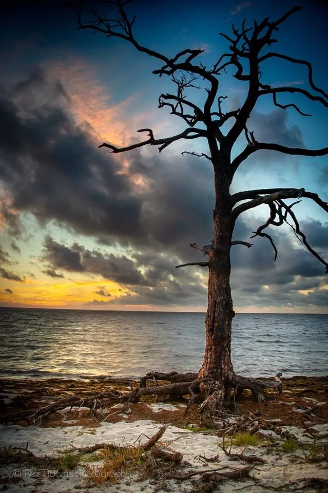 a holy tree.jpg