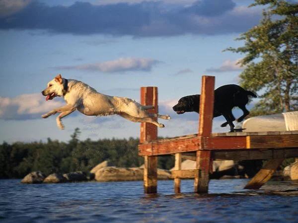 all in dogs.jpg