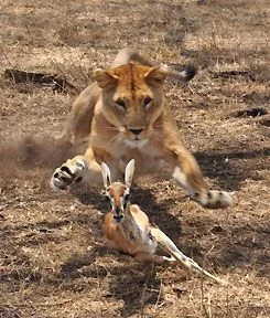 a lioness.jpg