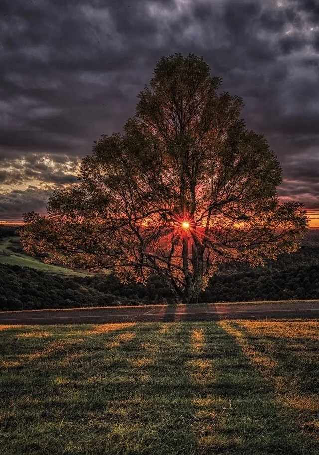 a rejoice tree.jpg