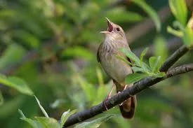 Sing
