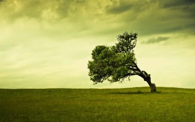 stand tree.jpg