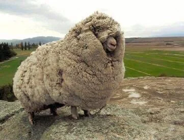 Fat Sheep