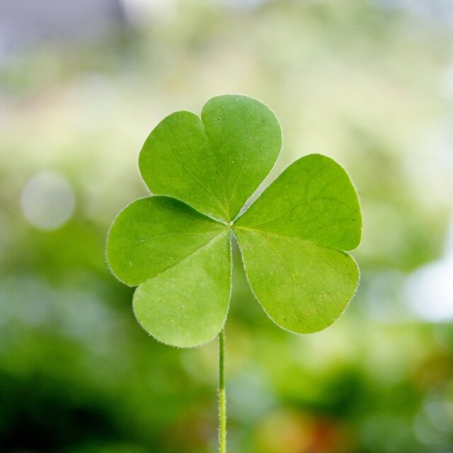 St. Patrick's Day