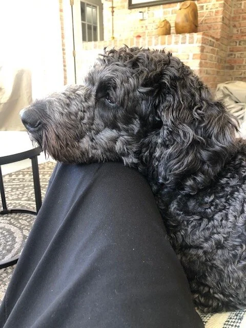 Old Lazy Dog?