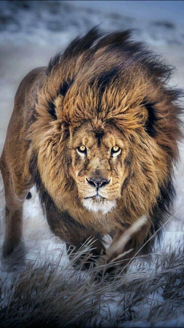 Wild Kingdom