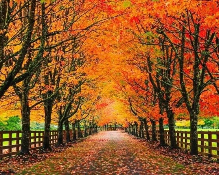 Fall.jpg
