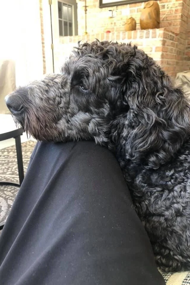 Old Lazy Dog?