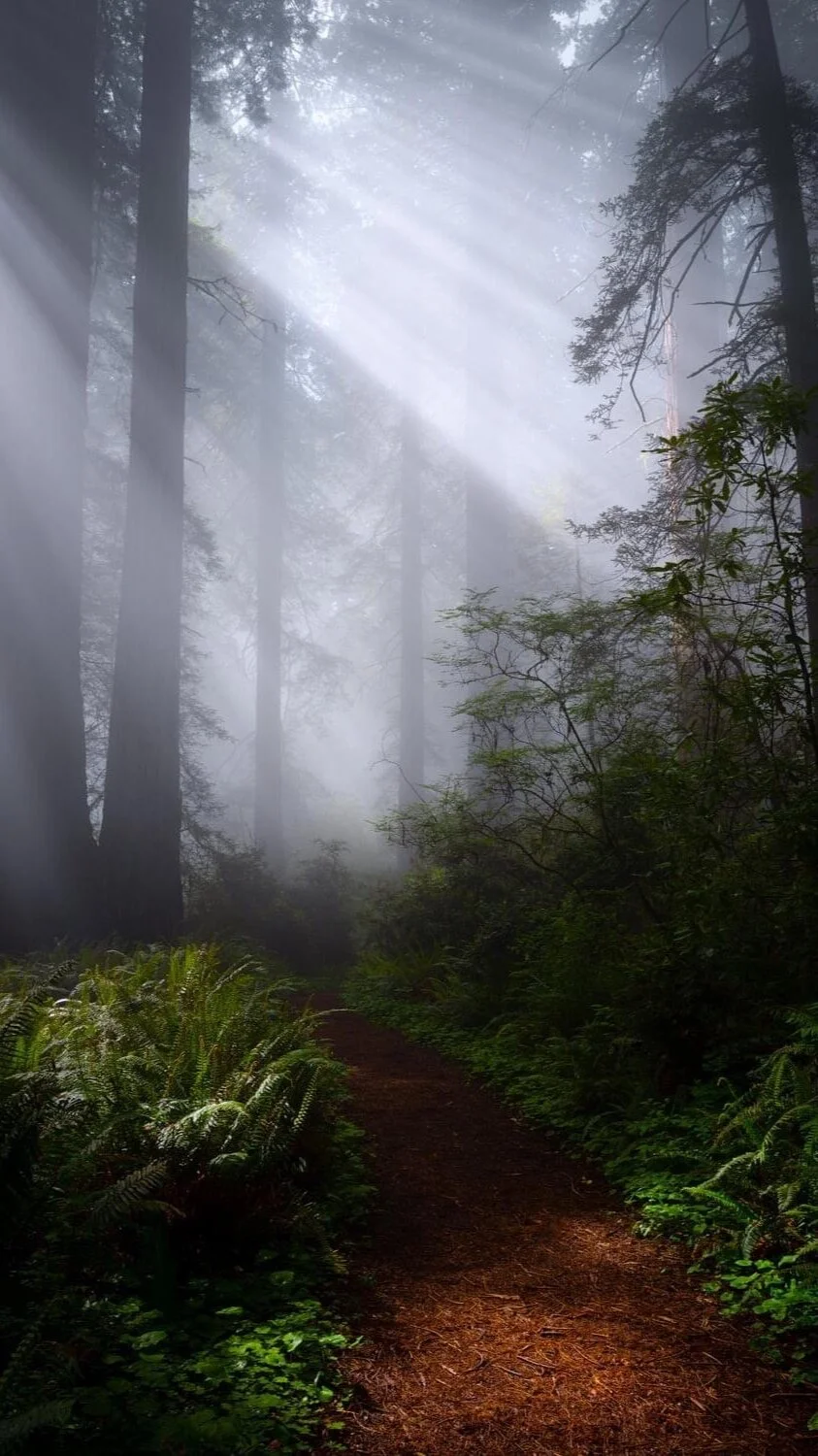 through the fog.jpg