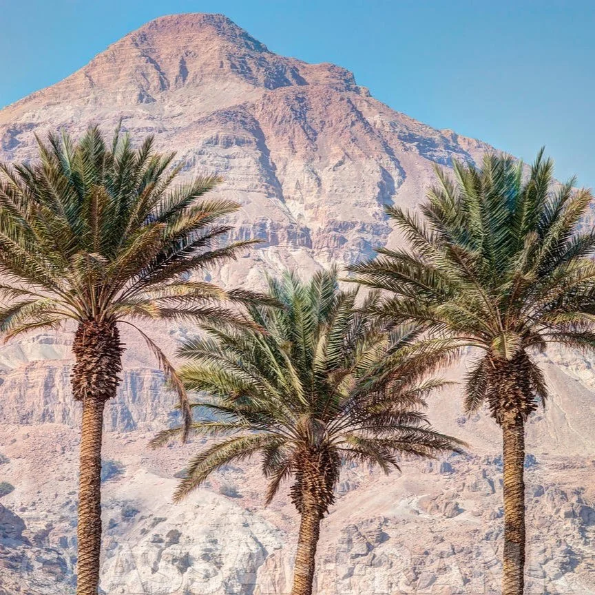 The Triumphal Entry - Palm Sunday