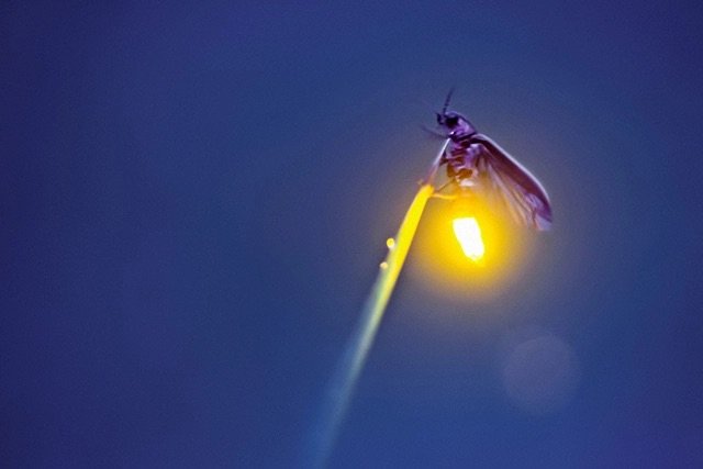 Lightning Bugs