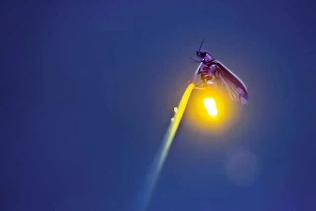 Lightning Bugs