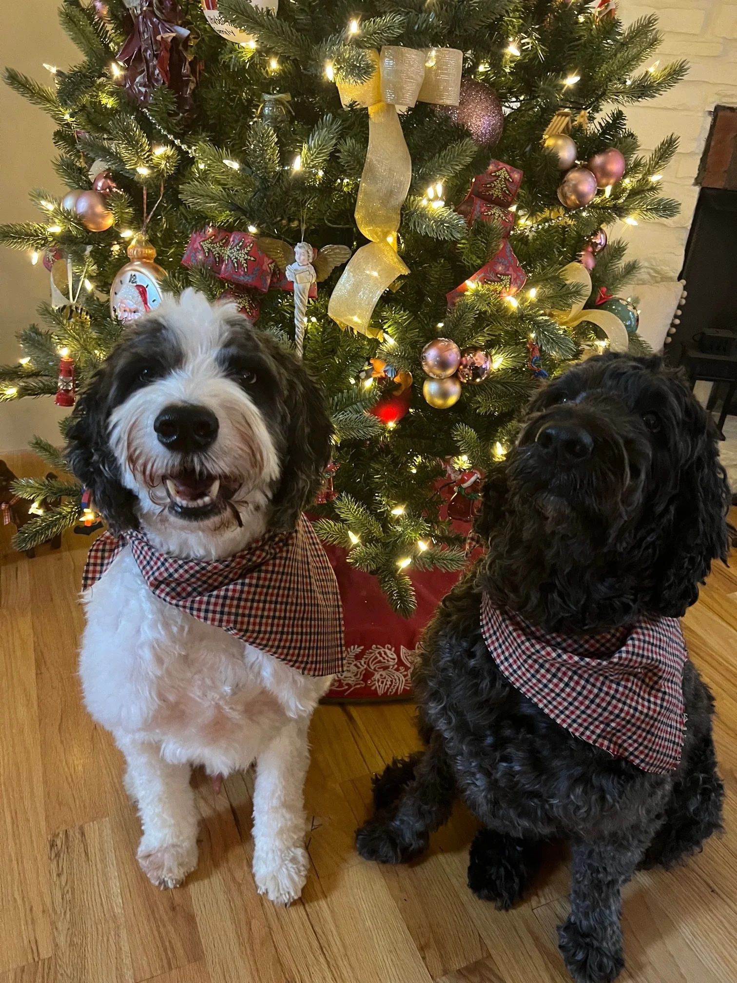Christmas Cards