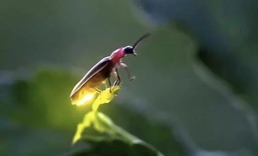 Lightning Bugs