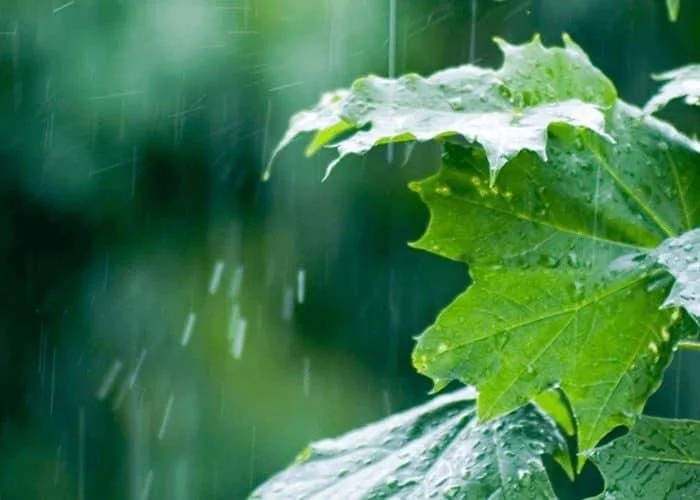 The Rain (27th Anniversary)