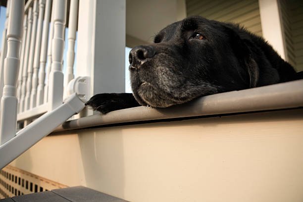 Dogs Rule!