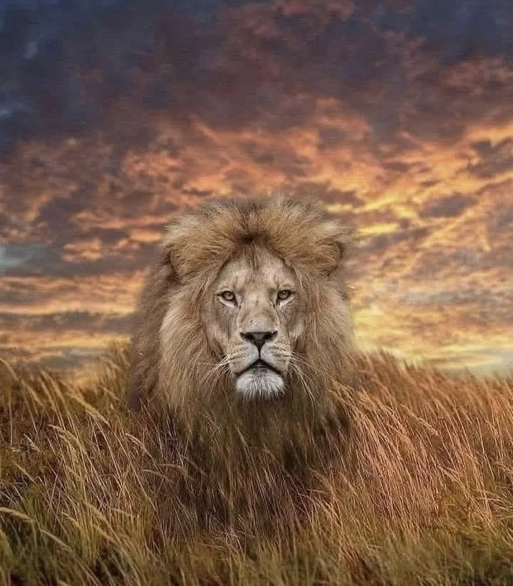 The Lord Reigns