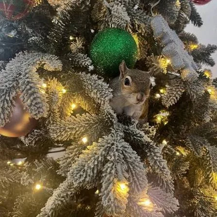 The Squirrel, the Semi, and the Christmas Funk