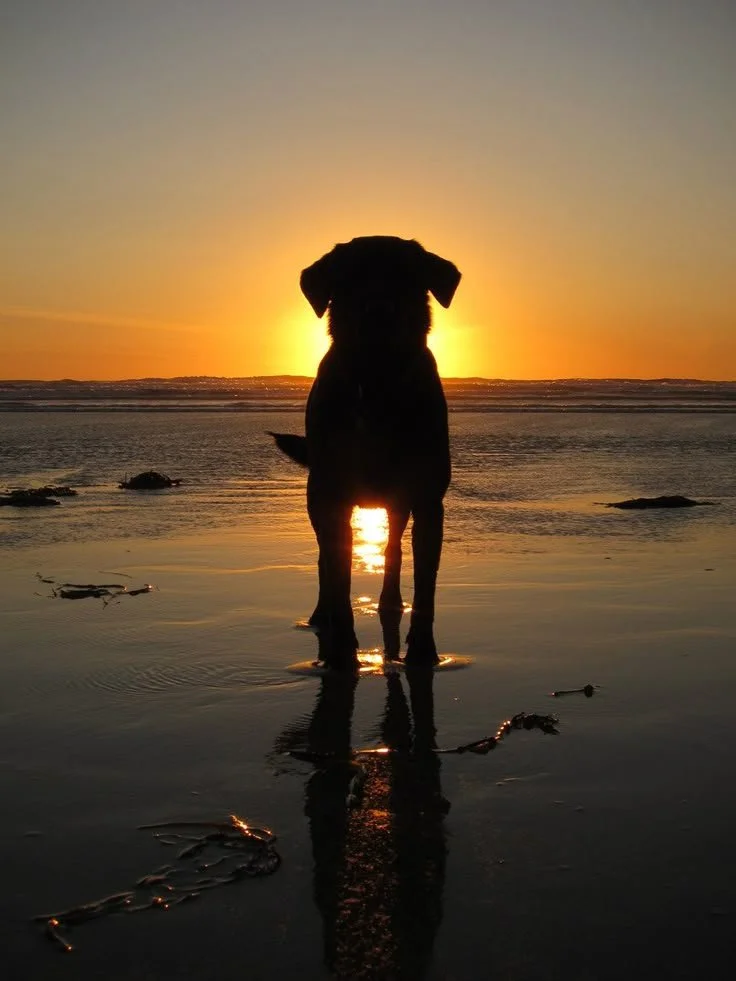New Year Contemplations: A Dog's Perspective