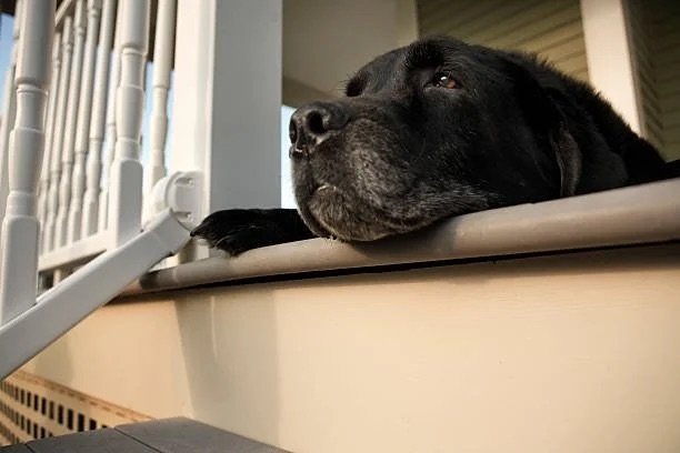 Blessed New Year: A Dog's Perspective