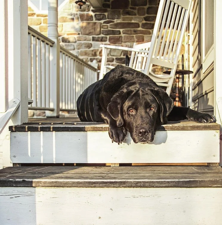 Becoming Content: A Dog's Perspective