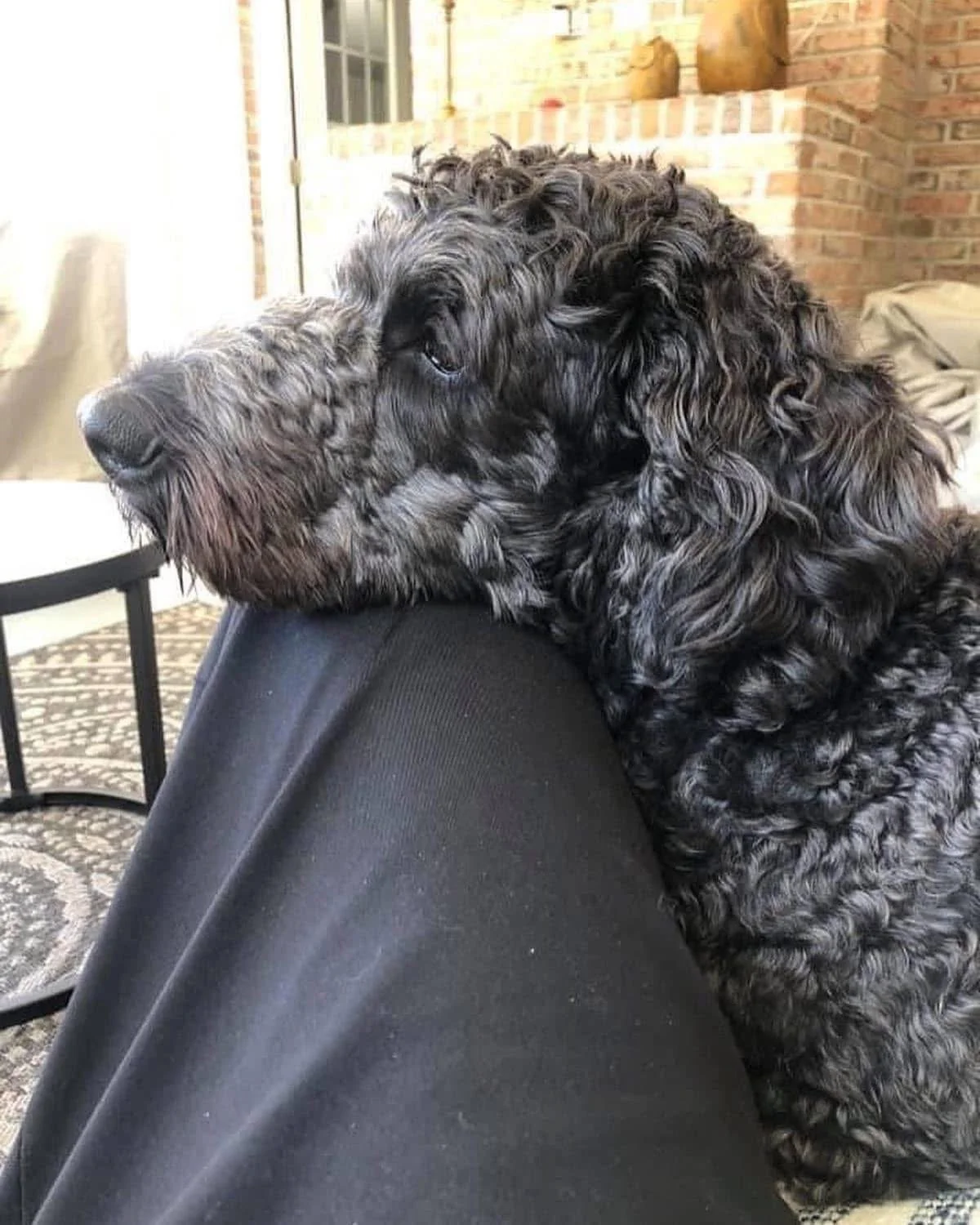 Be Becoming: A Dog's Perspective