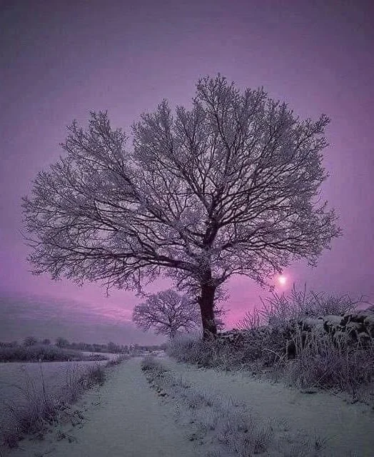 Reconciliation: A Dog's Perspective