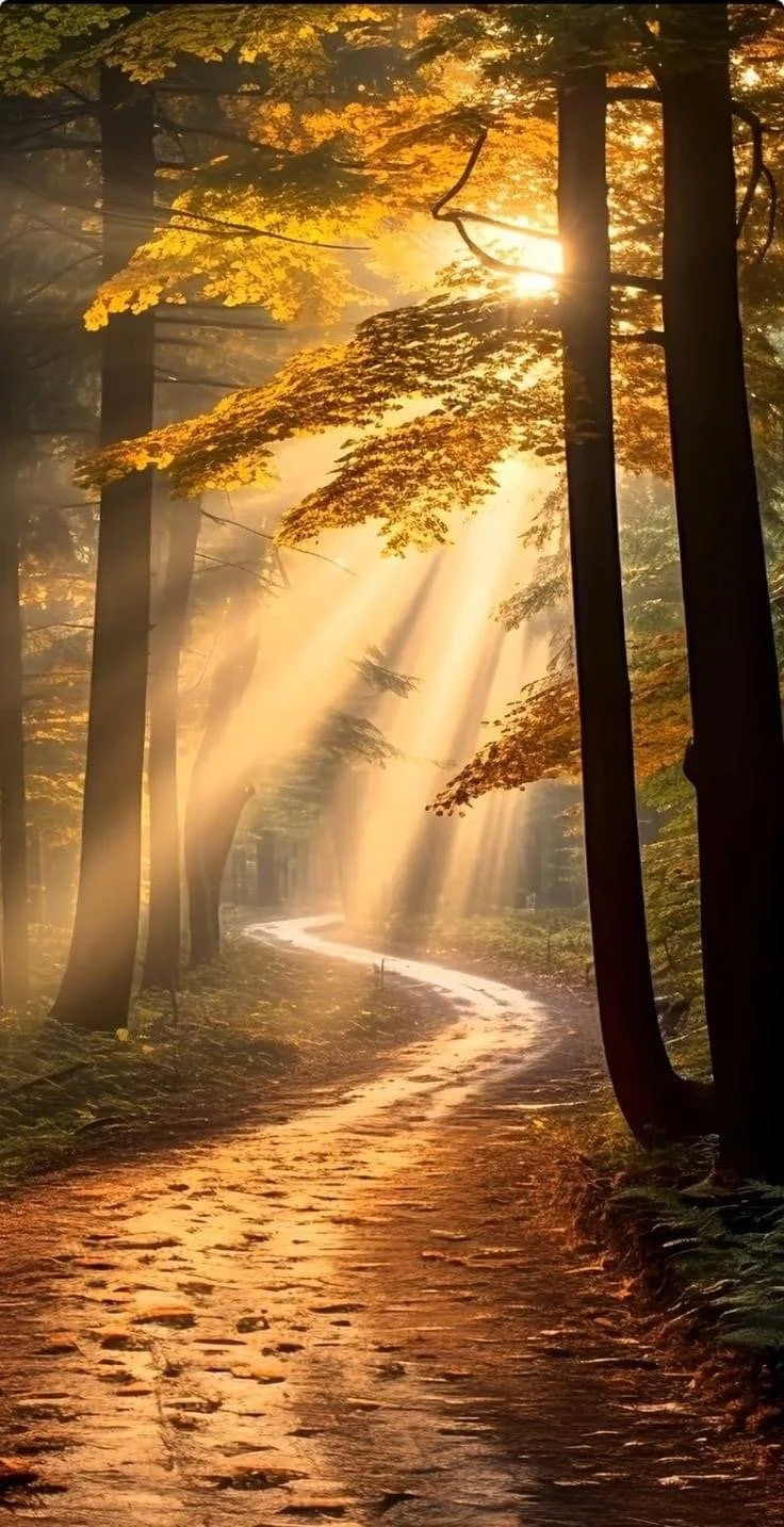 Without Seeing: A Dog's Perspective