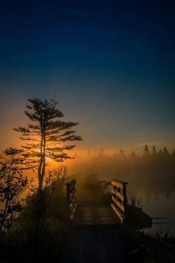 Hands Off the Leash: A Dog's Perspective