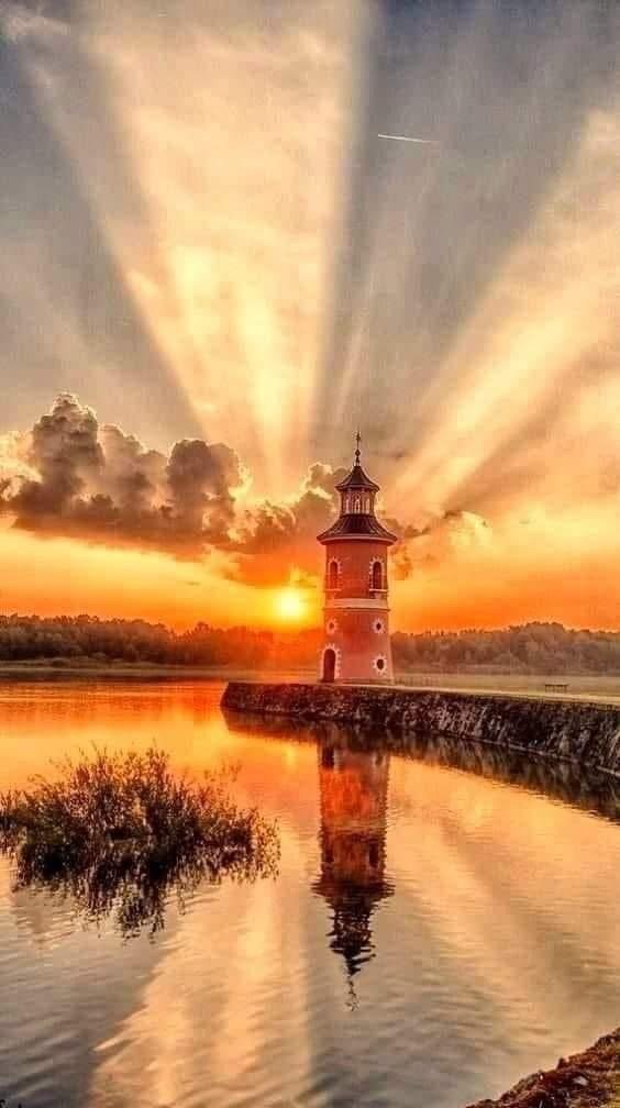 Shine Like Gold: A Dog's Perspective