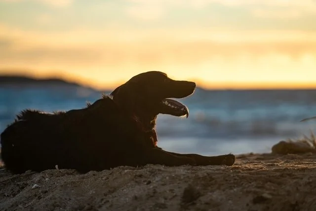 Chasing After God: A Dog's Perspective