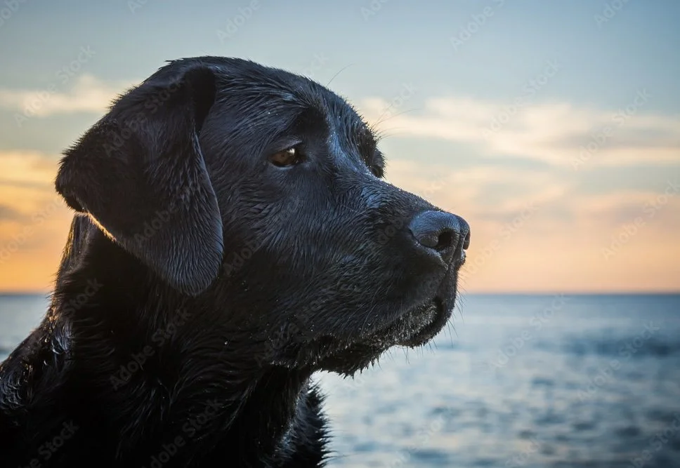 Slow to Anger: A Dog's Perspective