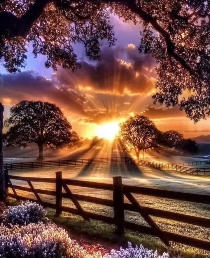 Where I Dwell: A Dog's Perspective