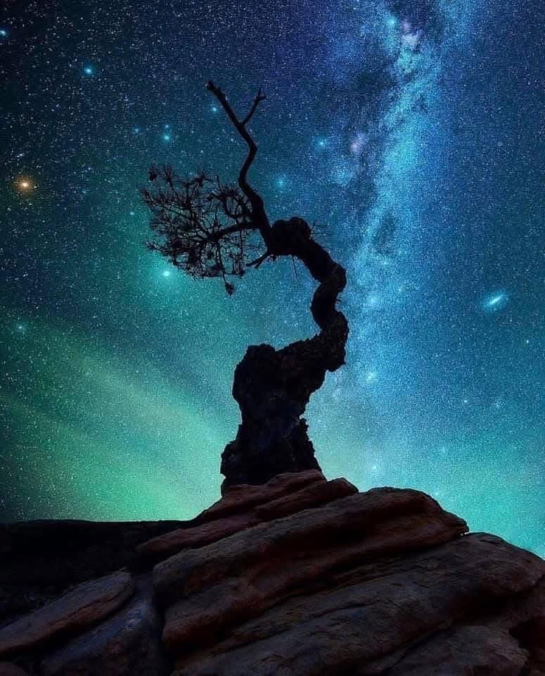 Inside Out: A Dog's Perspective