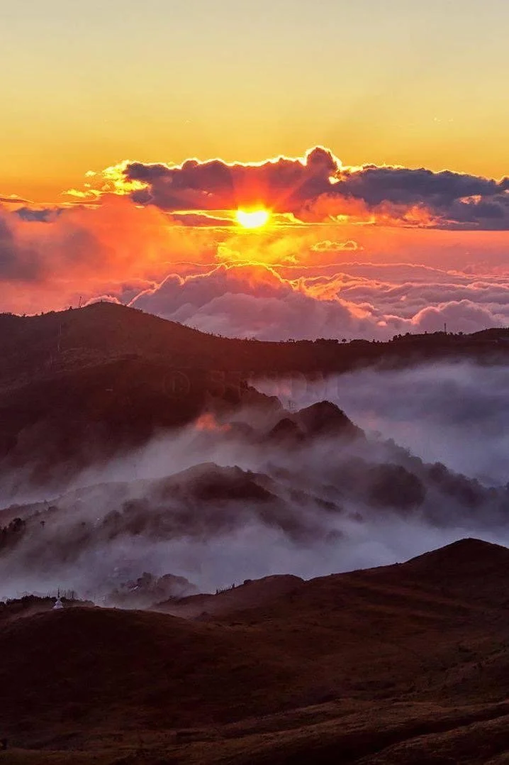 Stray at Heart: A Dog's Perspective