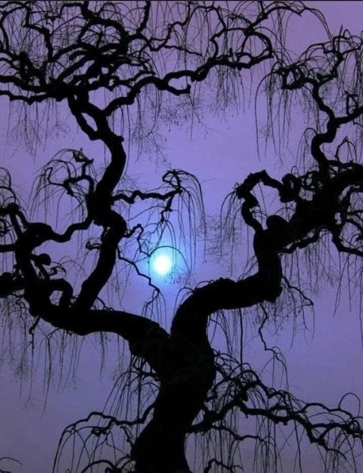 Grey: A Dog's Perspective